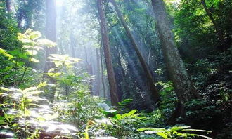 南美洲热带雨林探险指南