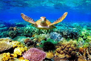 澳大利亚大堡礁旅游攻略