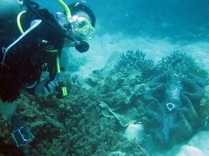 澳洲大堡礁潜水旅游攻略